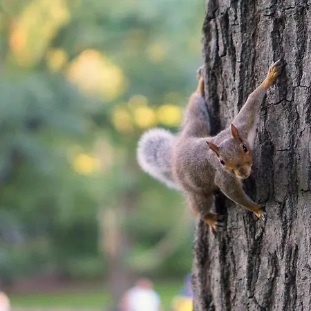 Midas - Borov Park Apartmán *
