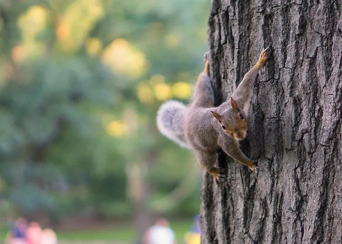 Midas - Borov Park Lejlighed *